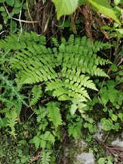 Diplazium squamigerum (Diplazium squamigerum)