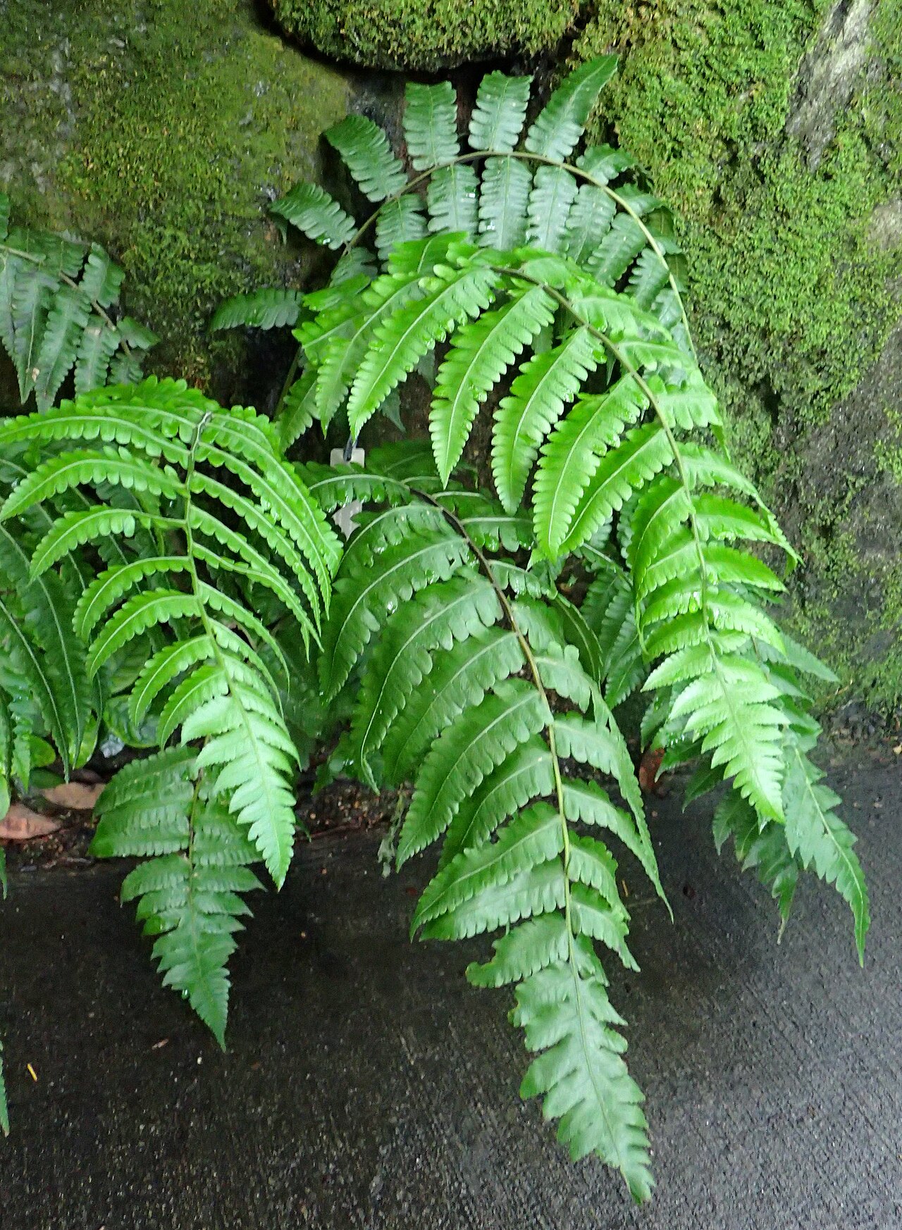 Striped twinsorus fern: Diplazium striatum in the New York Botanical Garden