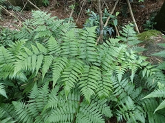 Diplazium taiwanense (Diplazium taiwanense)
