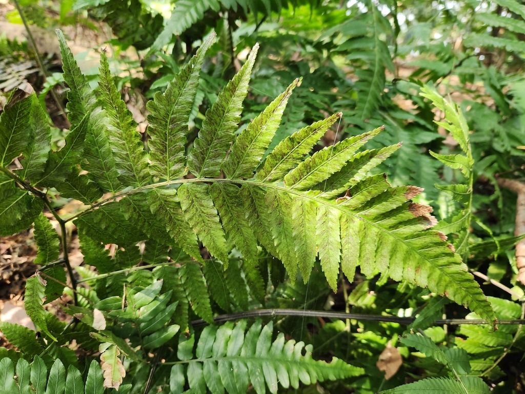 Diplazium taiwanense (Diplazium taiwanense)