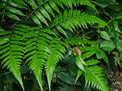 Diplazium taiwanense (Diplazium taiwanense)