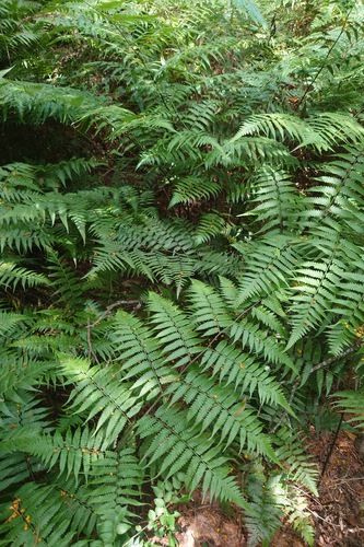 Diplazium taiwanense (Diplazium taiwanense)