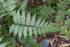 Diplazium taiwanense (Diplazium taiwanense)