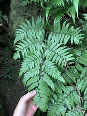 Diplazium taiwanense (Diplazium taiwanense)