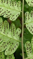 Diplazium taiwanense (Diplazium taiwanense)