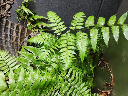Diplazium taiwanense (Diplazium taiwanense)