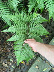Diplazium taiwanense (Diplazium taiwanense)