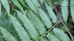 Diplazium taiwanense (Diplazium taiwanense)