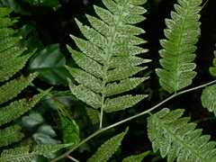 Diplazium taiwanense (Diplazium taiwanense)