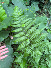Diplazium taiwanense (Diplazium taiwanense)