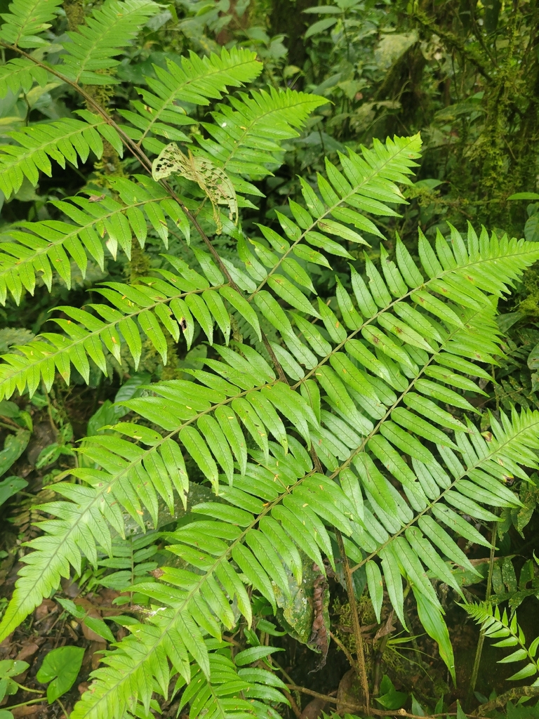 Diplazium venulosum (Diplazium venulosum)