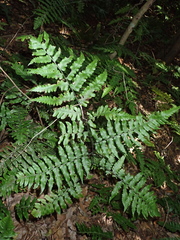 Diplazium virescens (Diplazium virescens)
