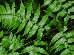 Diplazium virescens (Diplazium virescens)