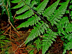 Diplazium virescens (Diplazium virescens)