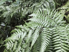 Diplazium virescens (Diplazium virescens)
