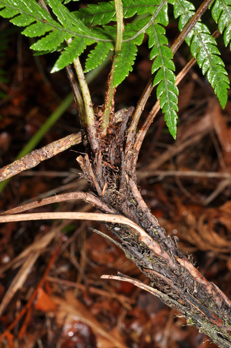 Diploblechnum fraseri (Diploblechnum fraseri)