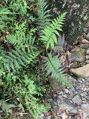 Diploblechnum fraseri (Diploblechnum fraseri)