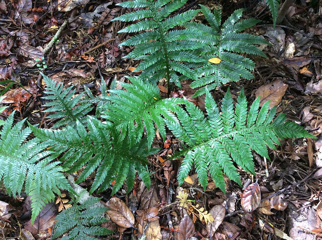 Diploblechnum fraseri: Blechnum fraseri, an indigenous, non-endemic fern of NZ. Puketi Forest Trail, North Island, New Zealand