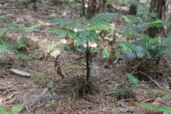 Diploblechnum fraseri (Diploblechnum fraseri)