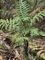 Diploblechnum fraseri (Diploblechnum fraseri)