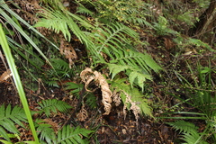 Diploblechnum fraseri (Diploblechnum fraseri)