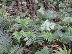 Diploblechnum fraseri (Diploblechnum fraseri)