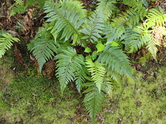 Diploblechnum fraseri (Diploblechnum fraseri)