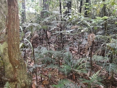Diploblechnum fraseri (Diploblechnum fraseri)