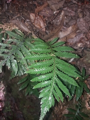 Diploblechnum fraseri (Diploblechnum fraseri)