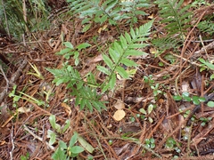 Diploblechnum fraseri (Diploblechnum fraseri)
