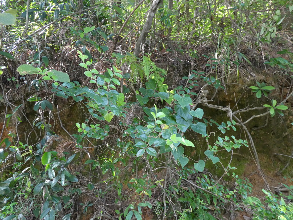 Diploclisia affinis (Diploclisia affinis)