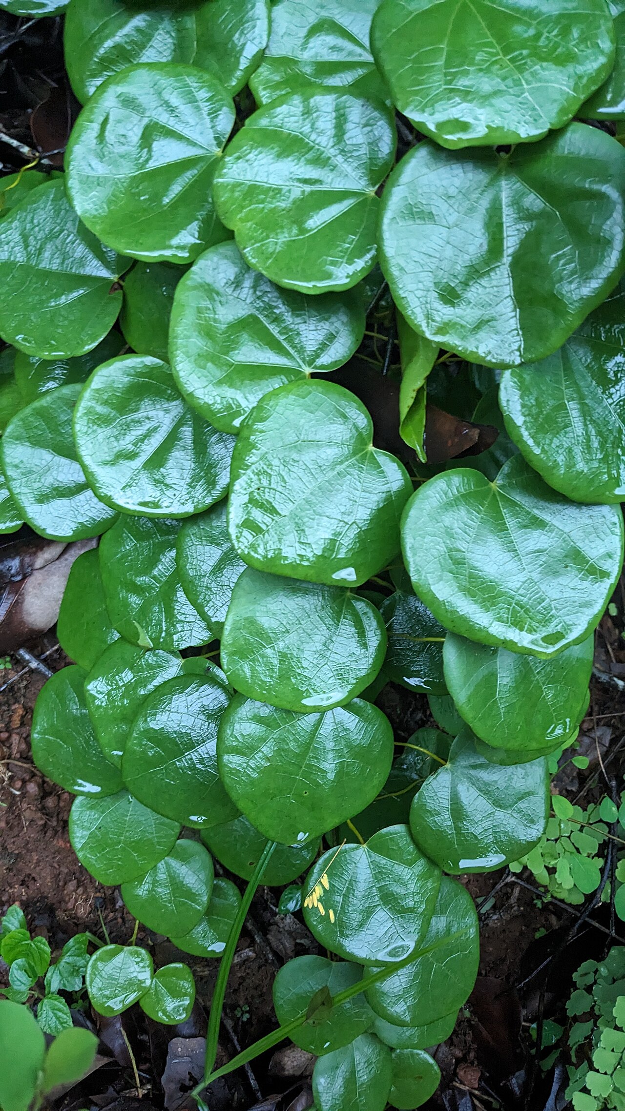 Diploclisia glaucescens: മലതാങ്ങി