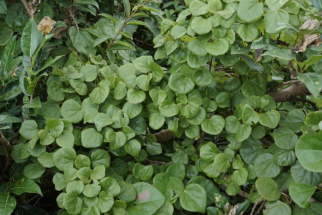 Diploclisia glaucescens: Diploclisia glaucescens from Madayipara, Kerala, India