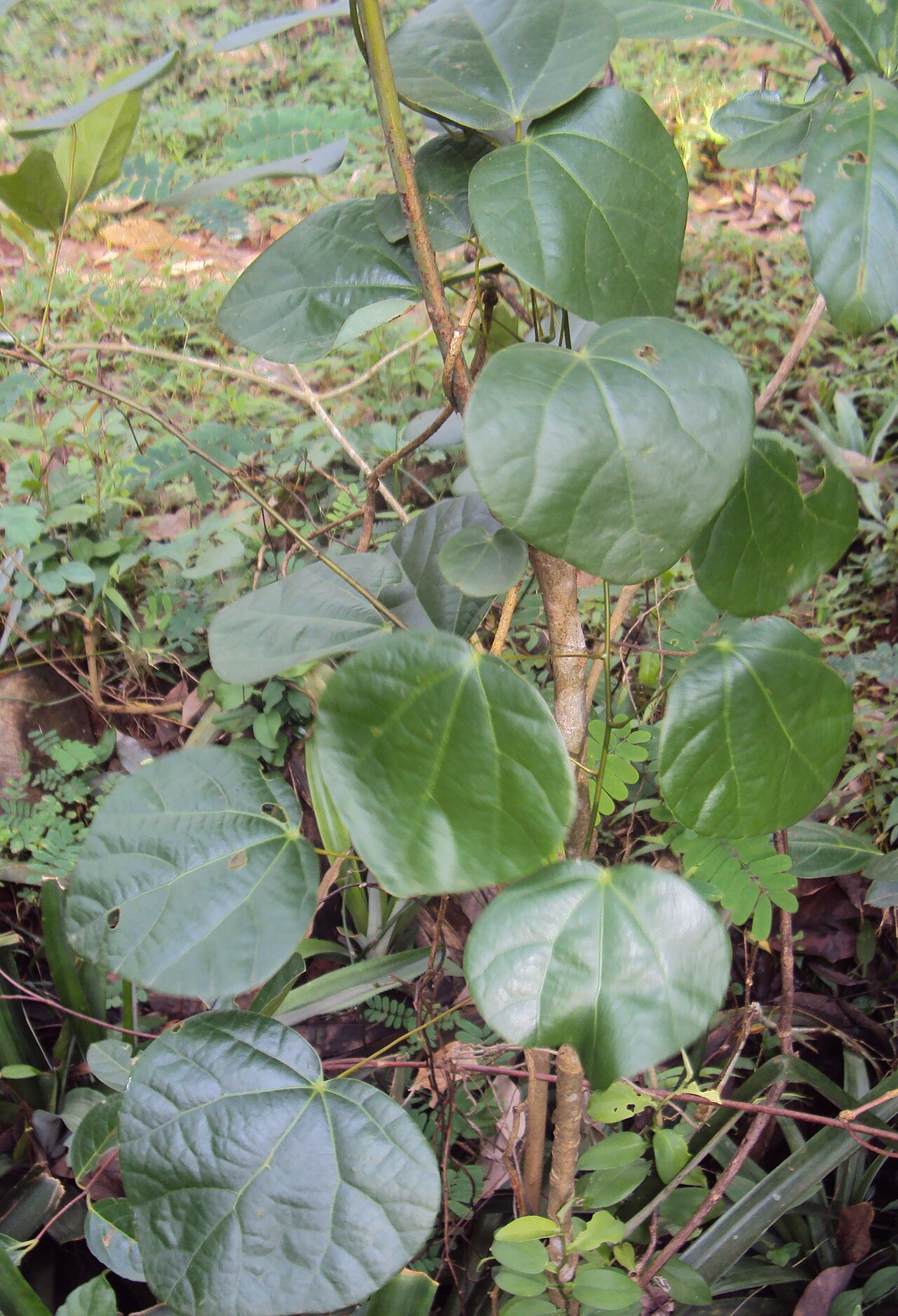 Diploclisia glaucescens: Diploclisia glaucascens - മലതാങ്ങി