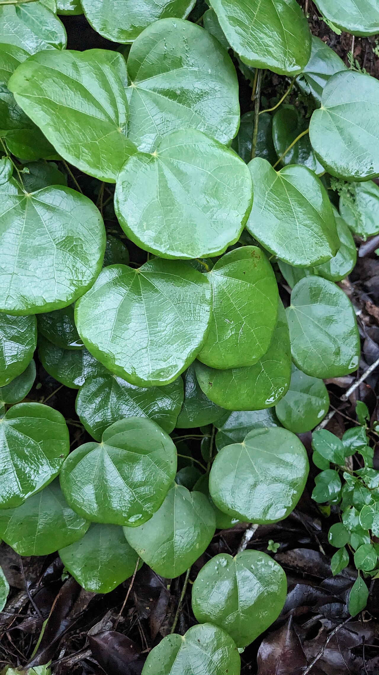 Diploclisia glaucescens: മലതാങ്ങി