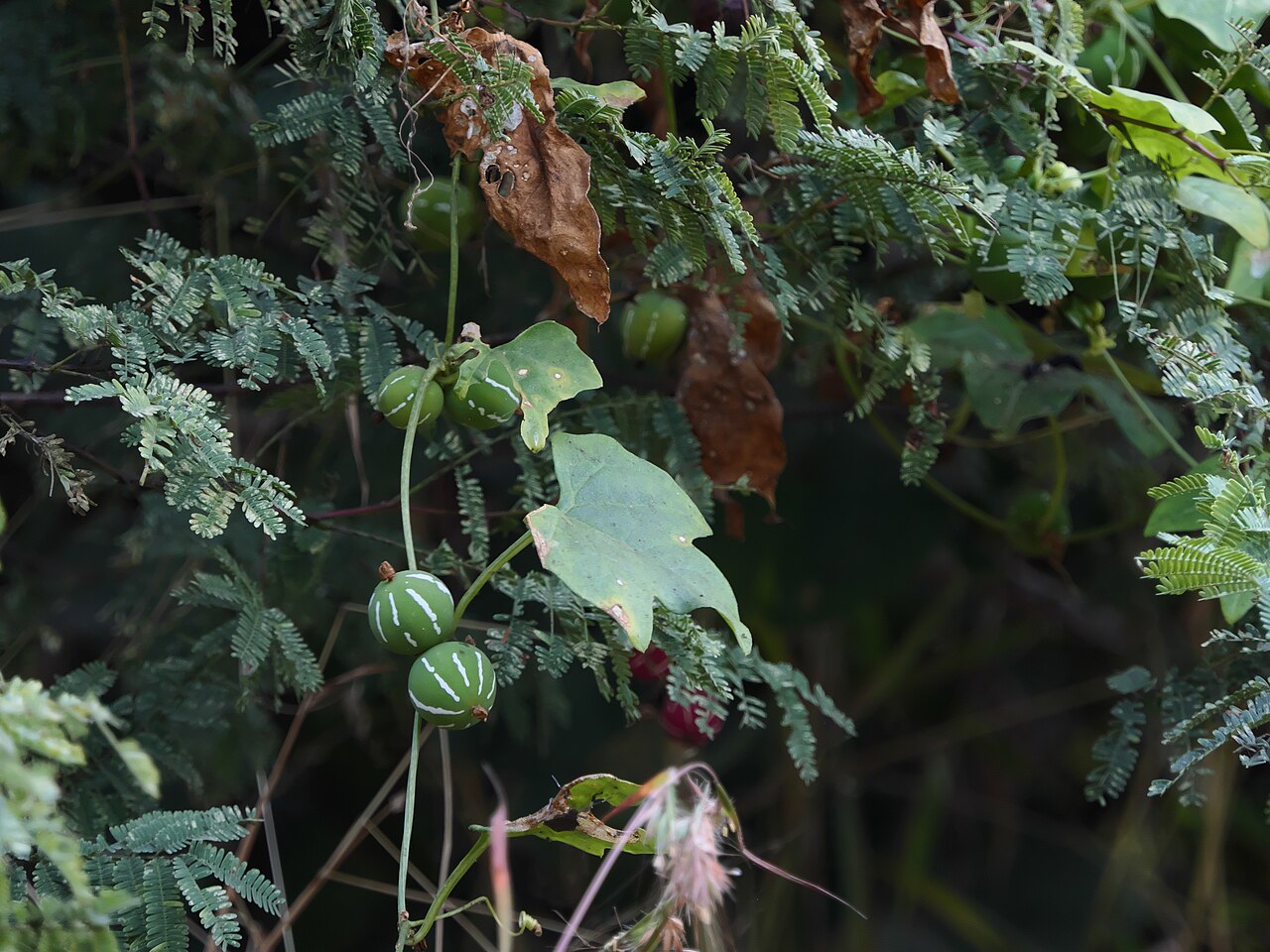 Native briony: <a href=" https://www.flickr.com/search/?q=Cucurbitaceae&w=91314344@N00&m=tags&z=m ">Cucurbitaceae</a> (pumpkin, or gourd family) » <a href=" https://www.flickr