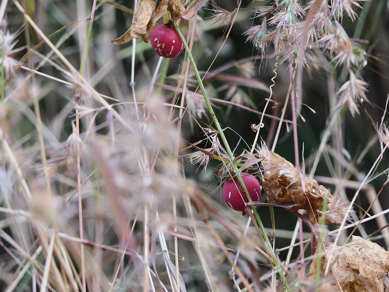 Native briony: <a href=" https://www.flickr.com/search/?q=Cucurbitaceae&w=91314344@N00&m=tags&z=m ">Cucurbitaceae</a> (pumpkin, or gourd family) » <a href=" https://www.flickr