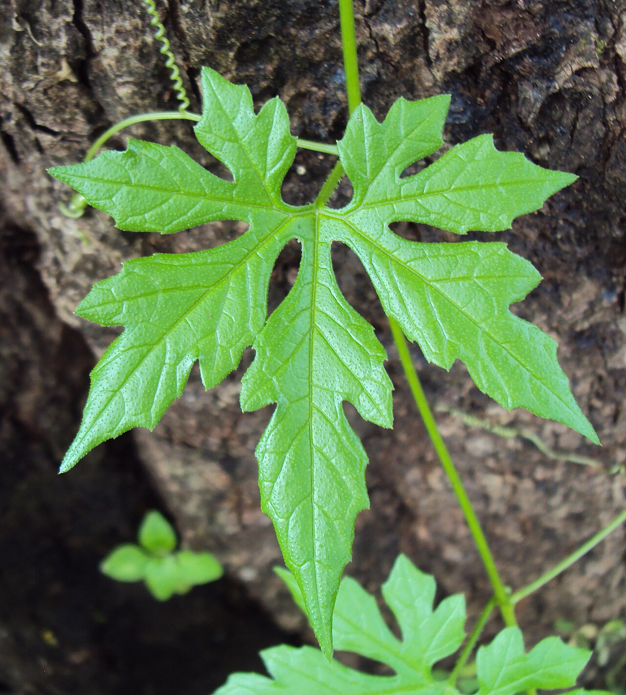 Native briony: Diplocyclos palmatus