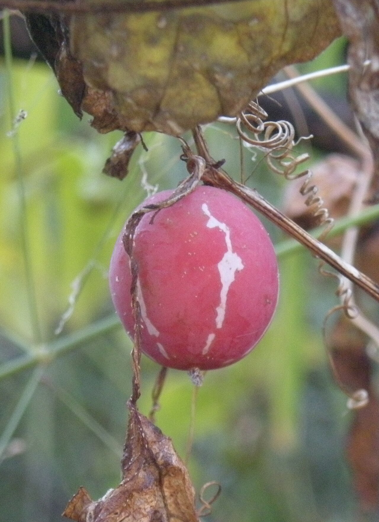 Native briony: Diplocyclos palmatus fruit