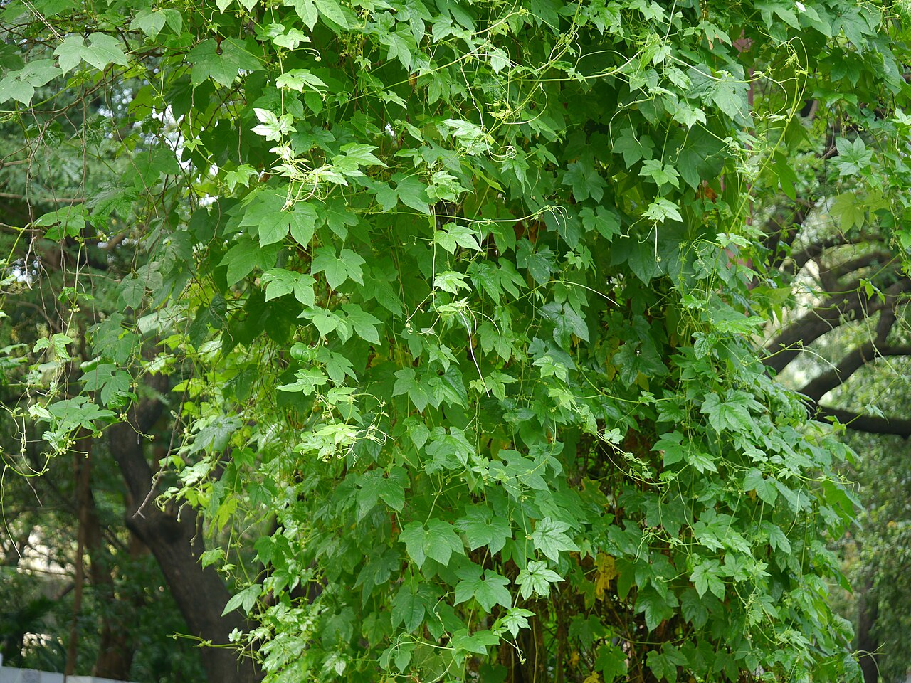 Native briony: Diplocyclos palmatus (L.) C. Jeffrey