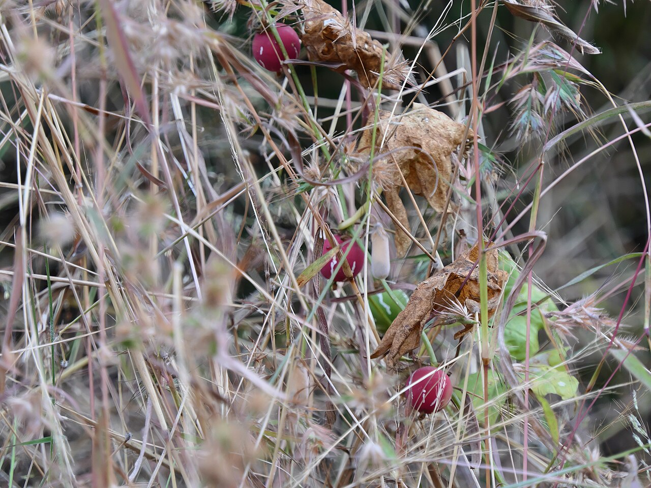 Native briony: <a href=" https://www.flickr.com/search/?q=Cucurbitaceae&w=91314344@N00&m=tags&z=m ">Cucurbitaceae</a> (pumpkin, or gourd family) » <a href=" https://www.flickr