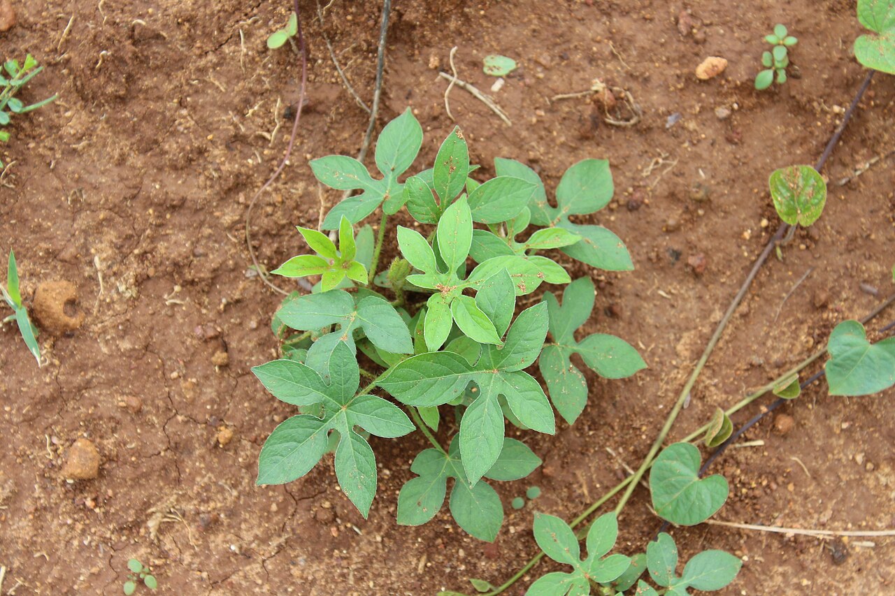 Native briony: (Diplocyclos palmatus) lollipop climber at Simhachalam hill, Visakhapatnam