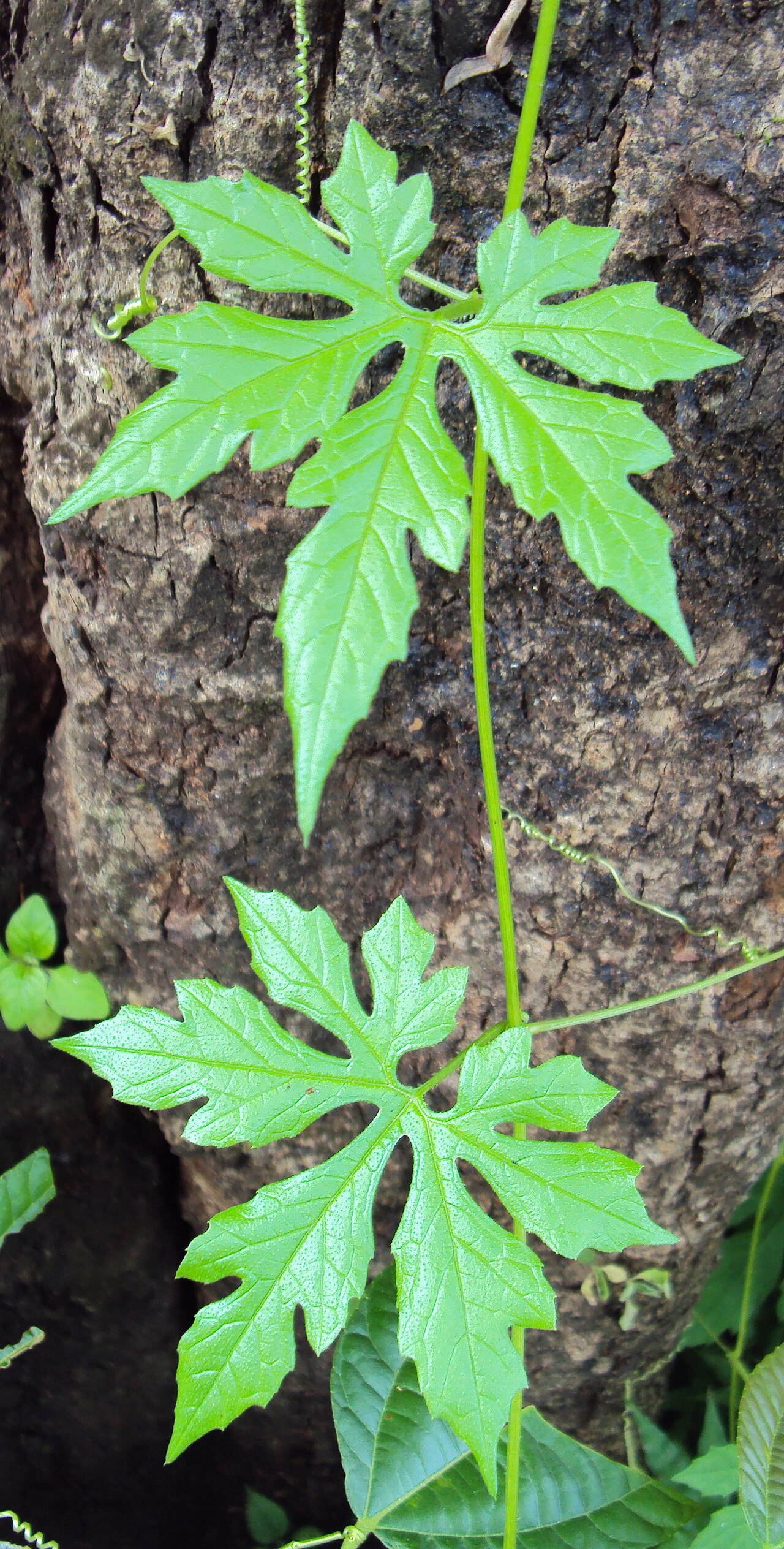 Native briony: Diplocyclos palmatus