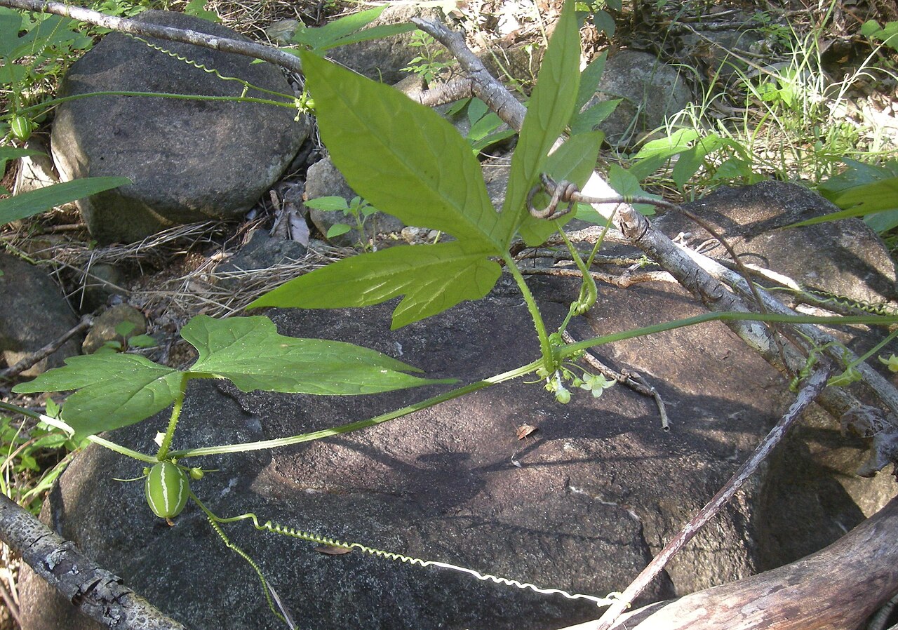 Native briony: Diplocyclos palmatus — fruit, flowers and foliage. Native to areas of Malesia and Australasia.