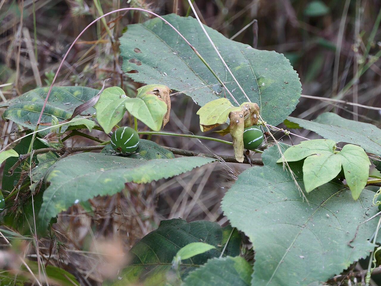 Native briony: <a href=" https://www.flickr.com/search/?q=Cucurbitaceae&w=91314344@N00&m=tags&z=m ">Cucurbitaceae</a> (pumpkin, or gourd family) » <a href=" https://www.flickr