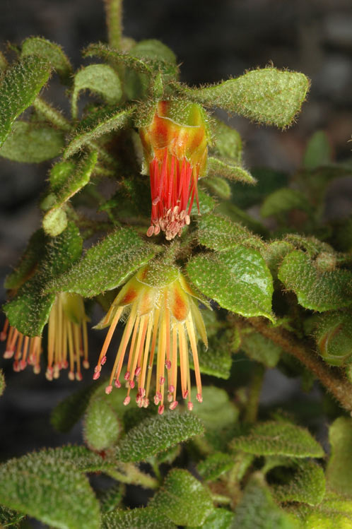 Diplolaena andrewsii: Diplolaena andrewsii flowers & foliage