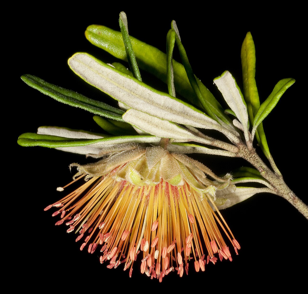 Diplolaena angustifolia: KRT4639