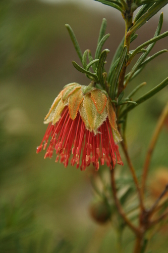 Diplolaena angustifolia (Diplolaena angustifolia)