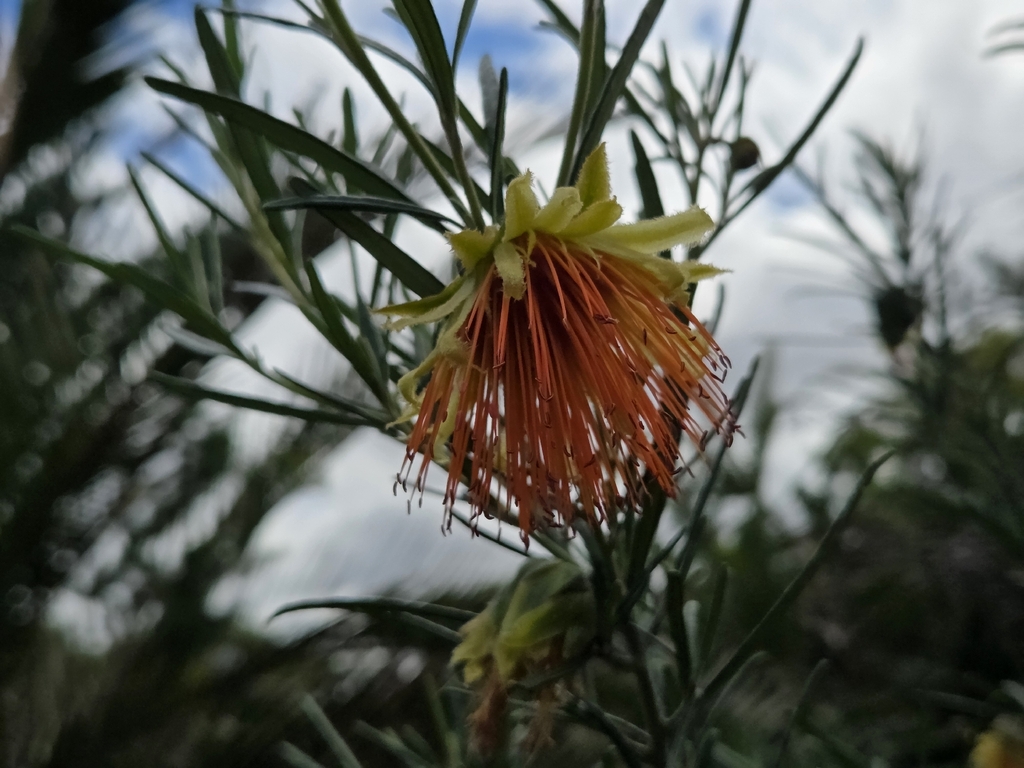 Diplolaena angustifolia (Diplolaena angustifolia)