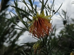 Diplolaena angustifolia (Diplolaena angustifolia)